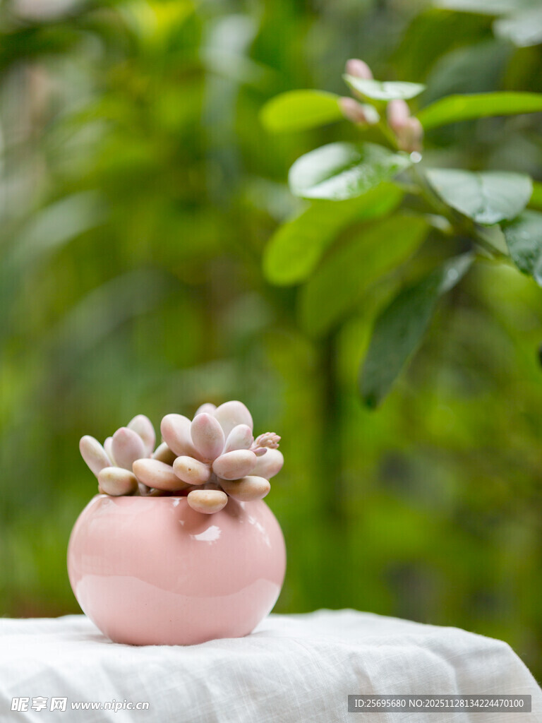 粉色盆中可爱多肉植物