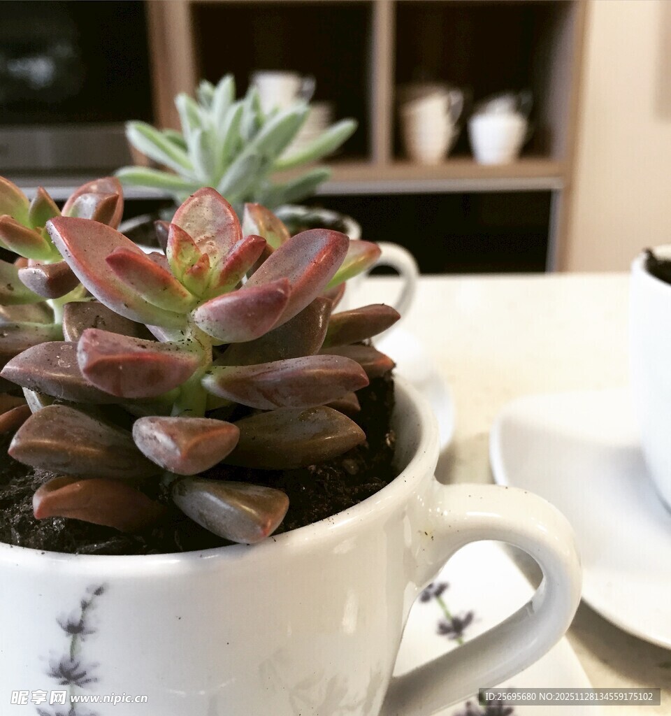 杯中多肉植物的清新景致