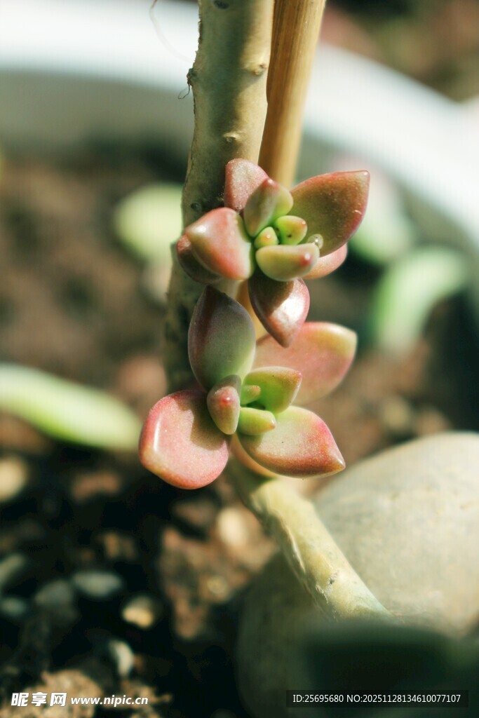 多肉植物的新生嫩芽