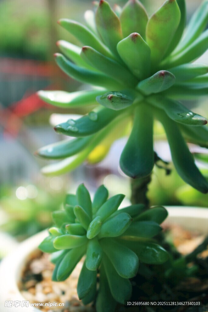 小巧多肉植物盆栽