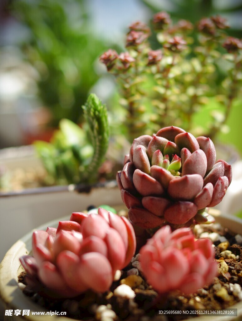 精致多肉盆栽展示