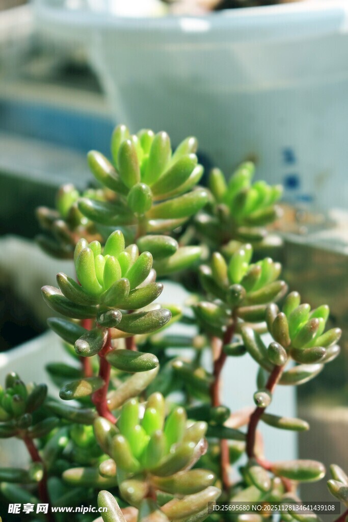 翠绿多肉植物特写
