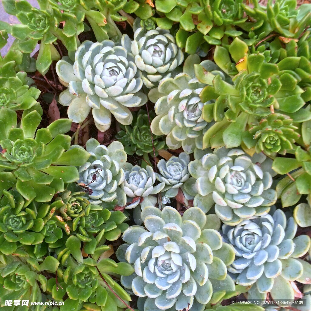 多肉植物群生的美丽景致