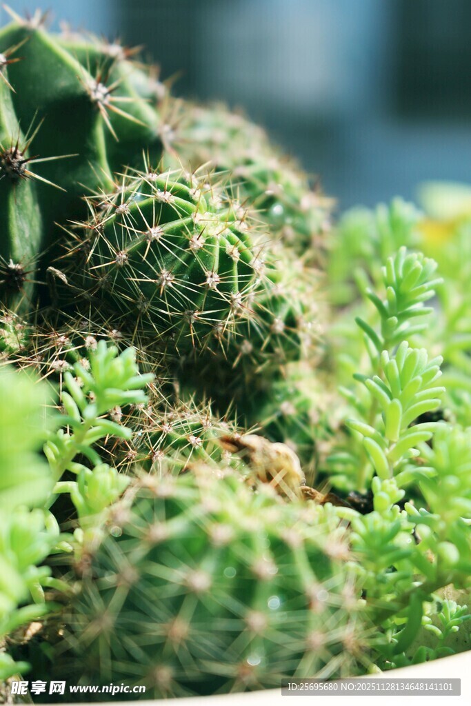 可爱仙人掌与多肉植物