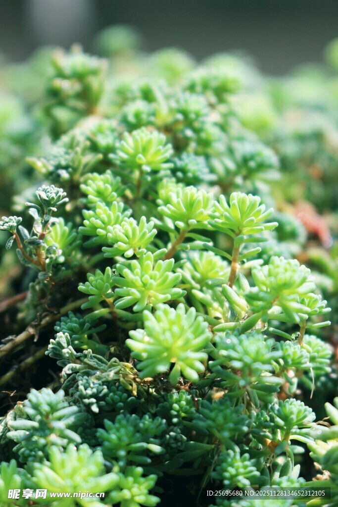 翠绿丛生的小型多肉植物