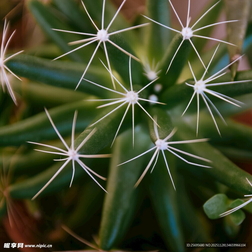 星状多肉植物特写