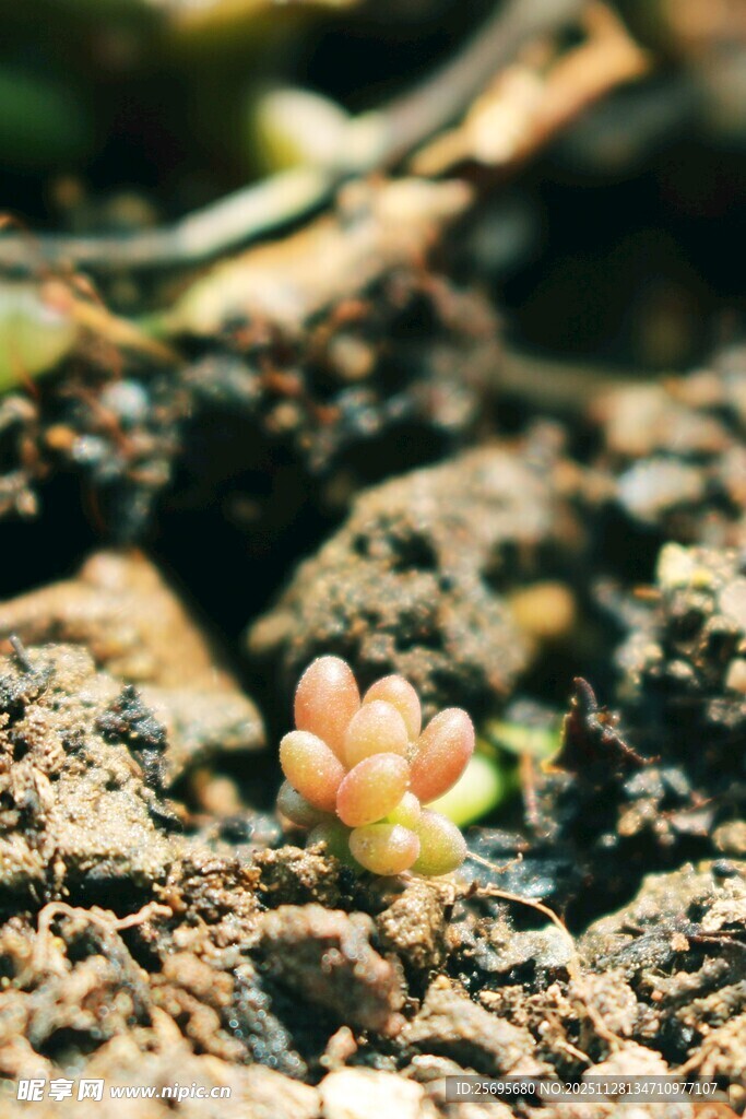 破土而出的多肉幼苗