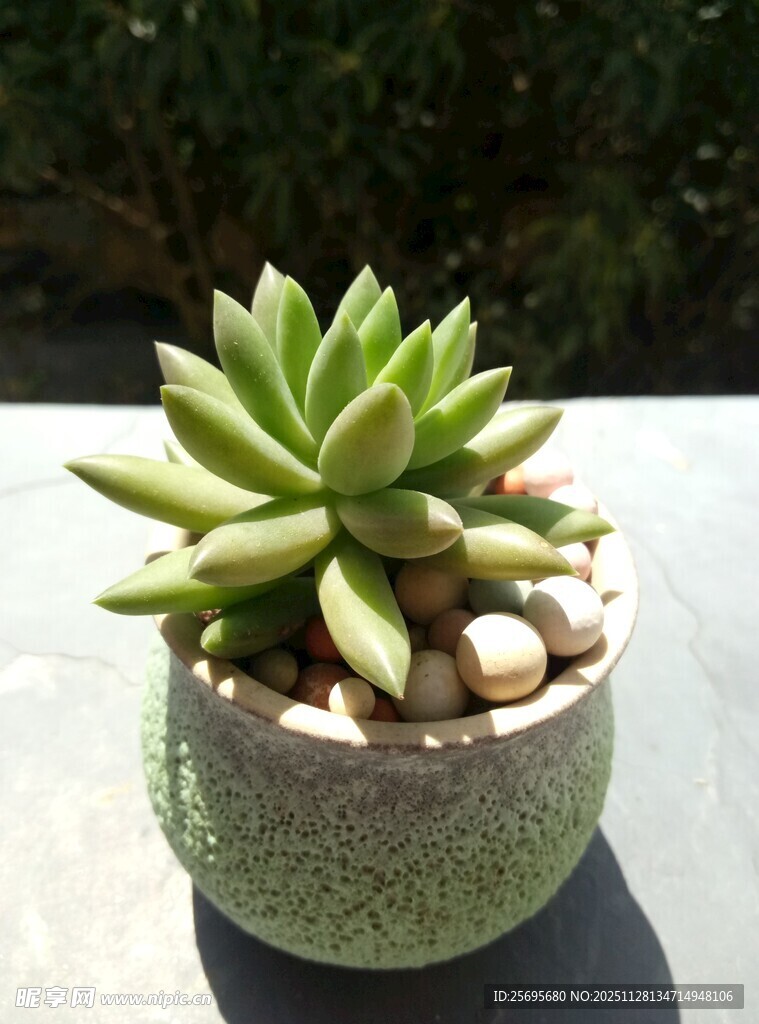 精致盆栽中的翠绿多肉