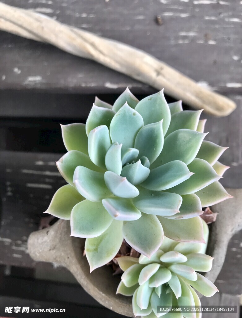 清新多肉植物盆栽