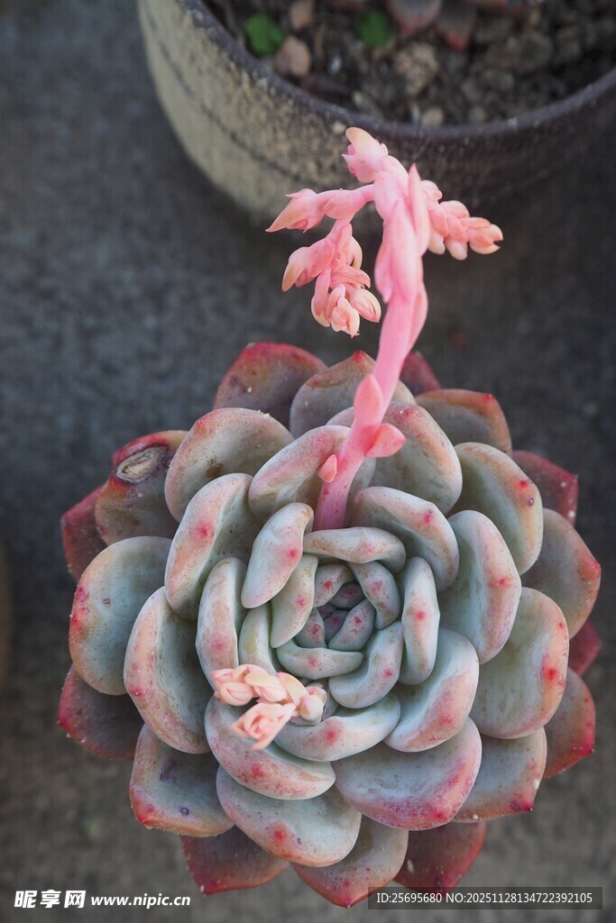 多彩多肉植物特写