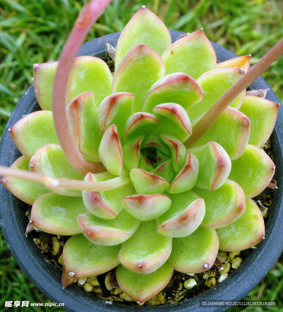 可爱多肉植物盆栽