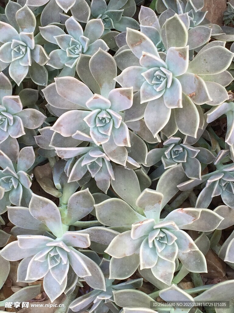 群生多肉植物特写