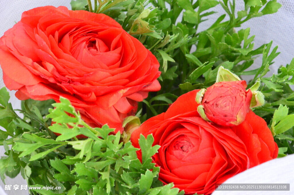 花毛茛  
