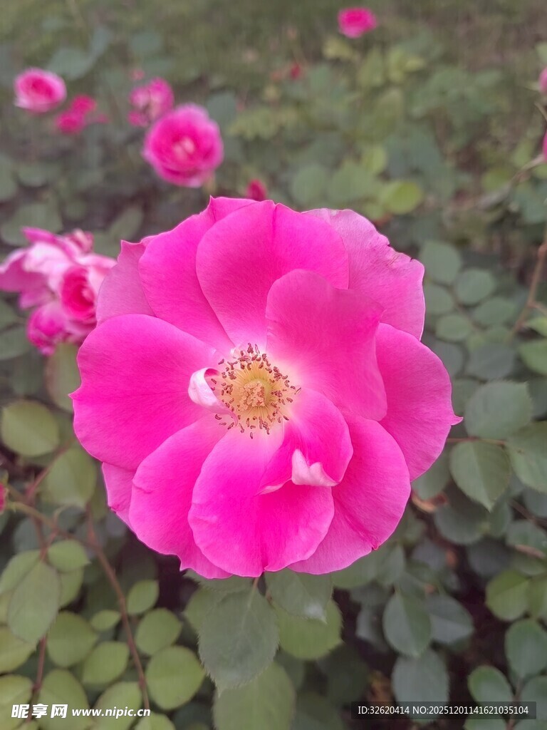 月季花绽放