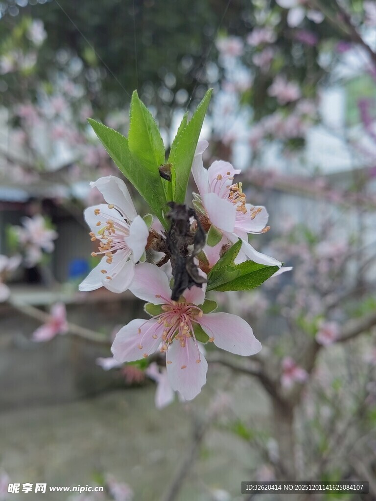 粉嫩桃花