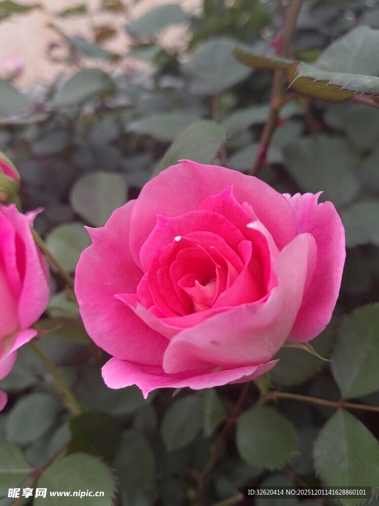 月季花绽放