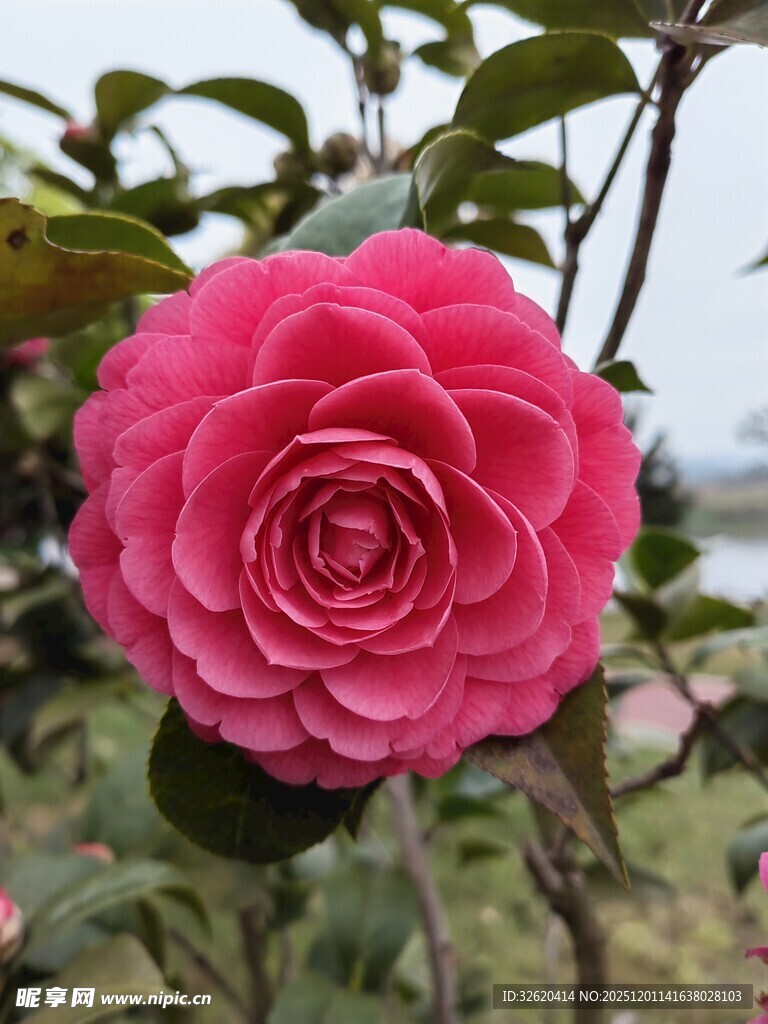 粉红色山茶花