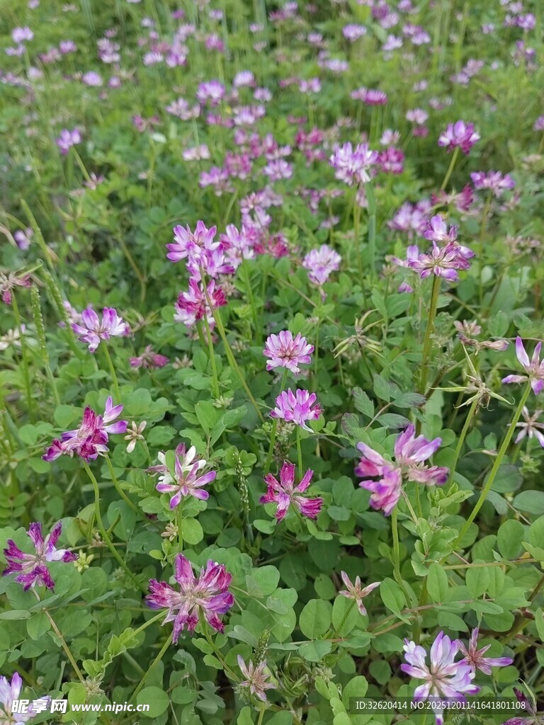 紫色小花