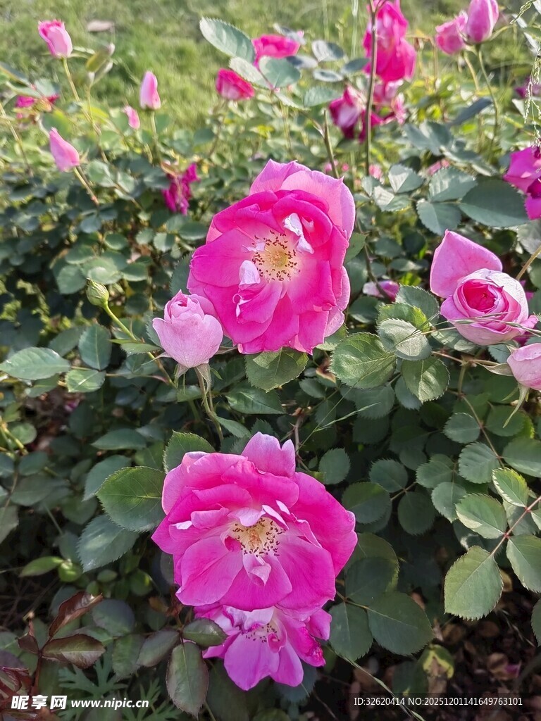 月季花