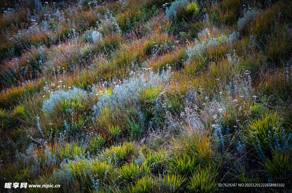 多彩山坡植被景观