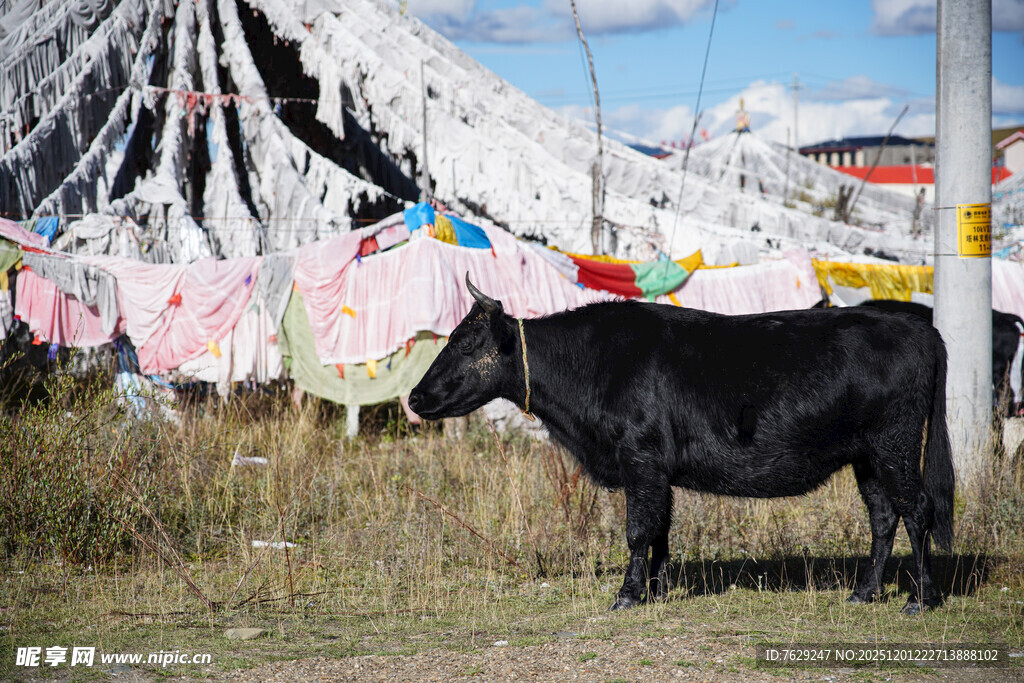 草原牦牛与五彩经幡