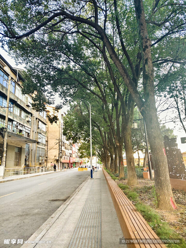 城市林荫道