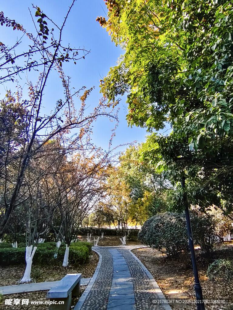 秋日林荫小道