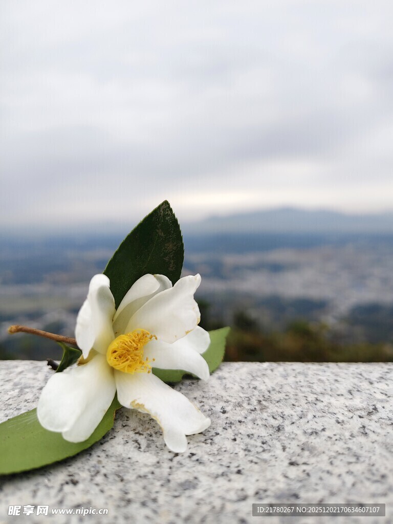 一朵山茶花