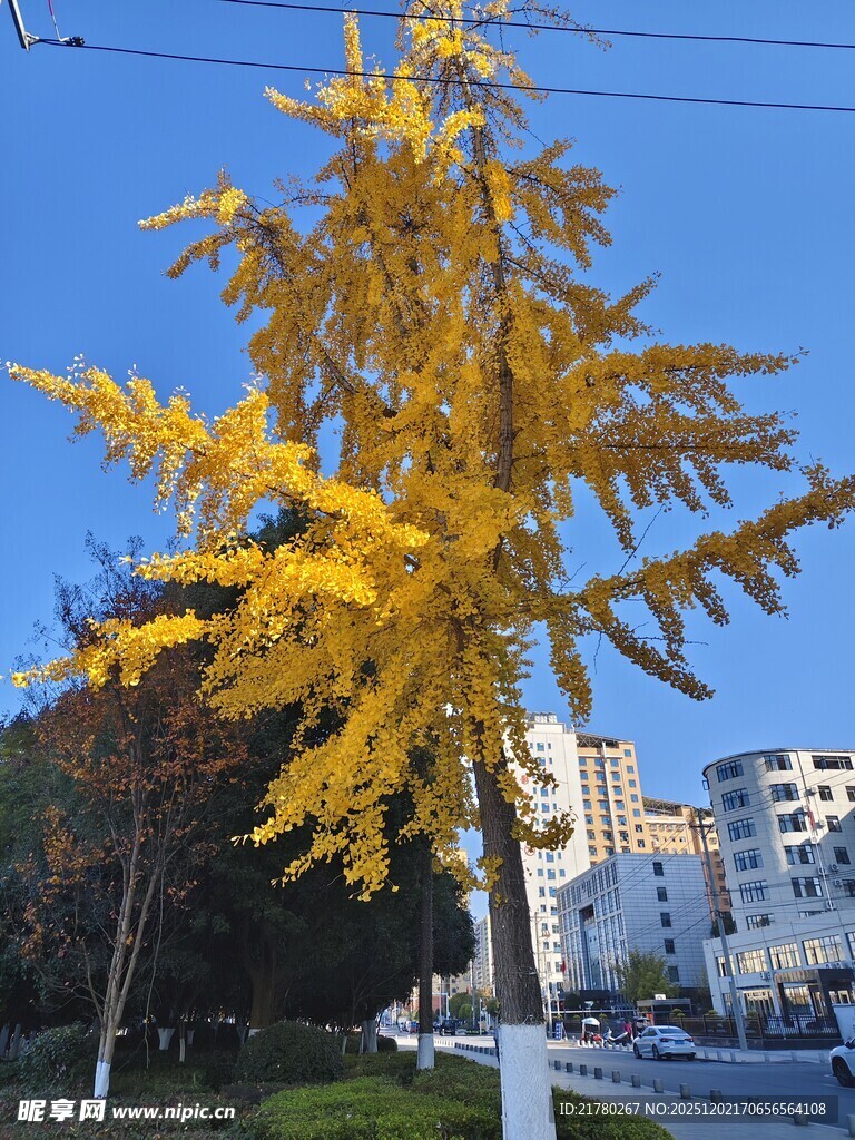 秋日金黄银杏树