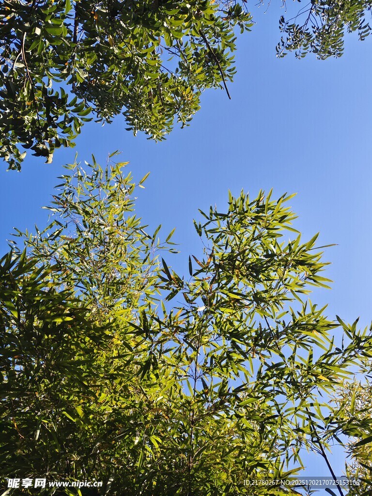 仰望蓝天与繁茂绿树