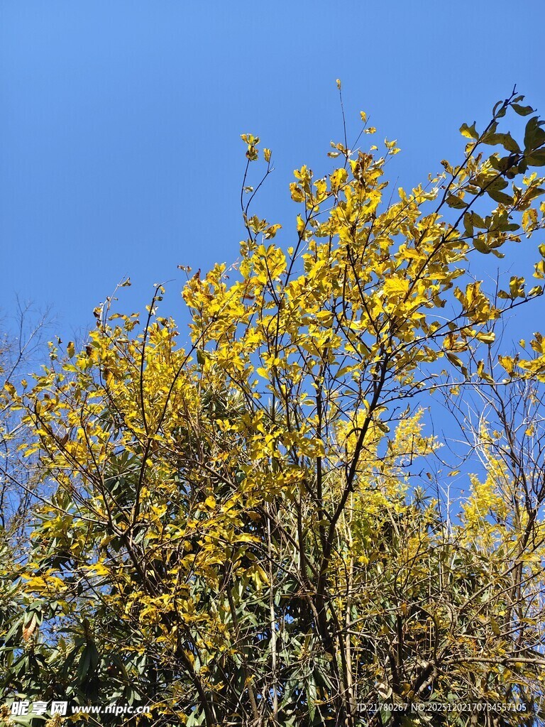 蓝天映衬下的金黄枝条