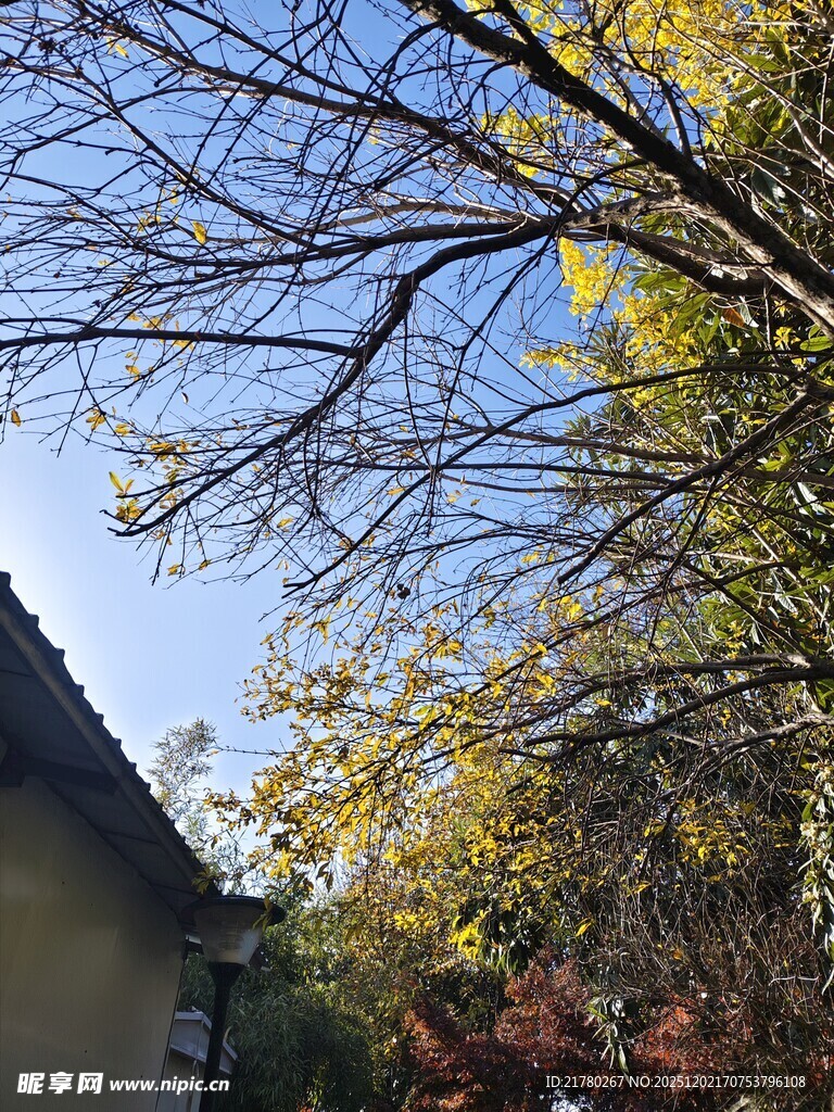 秋日光秃树枝