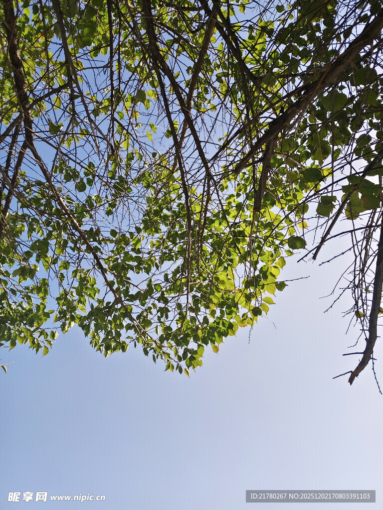 仰观枝叶间的蔚蓝天空