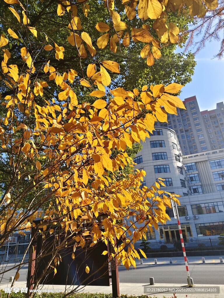 秋日黄叶