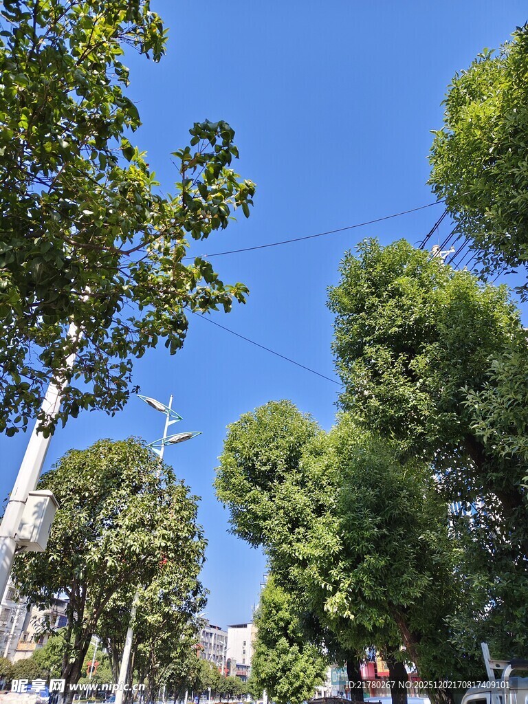 蓝天绿树