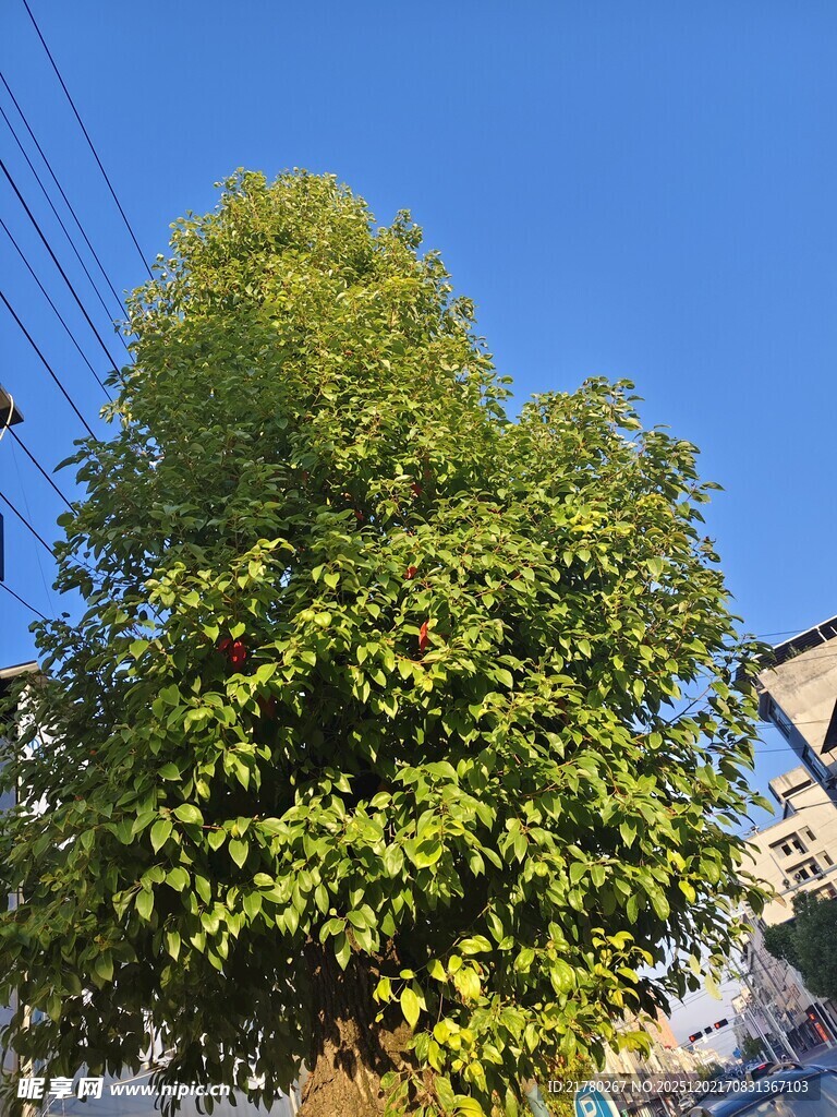 蓝天下葱郁大树