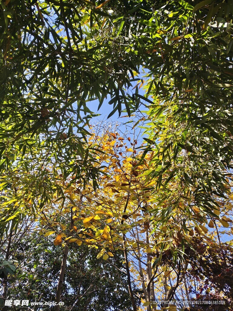 秋日林间斑斓树叶