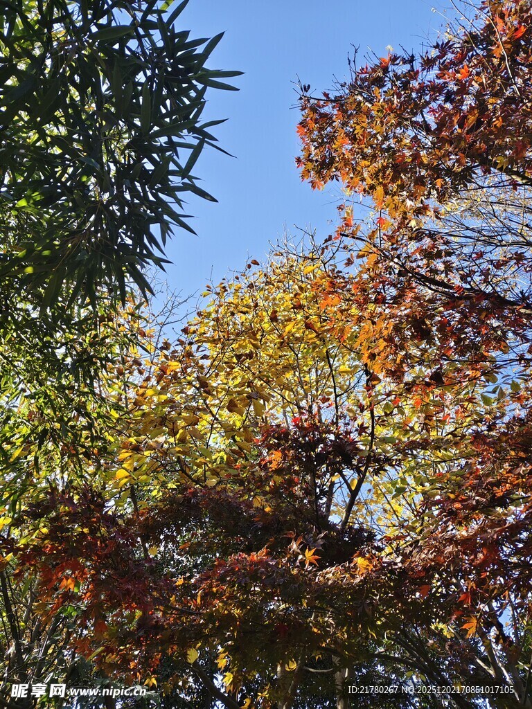 秋日多彩树冠
