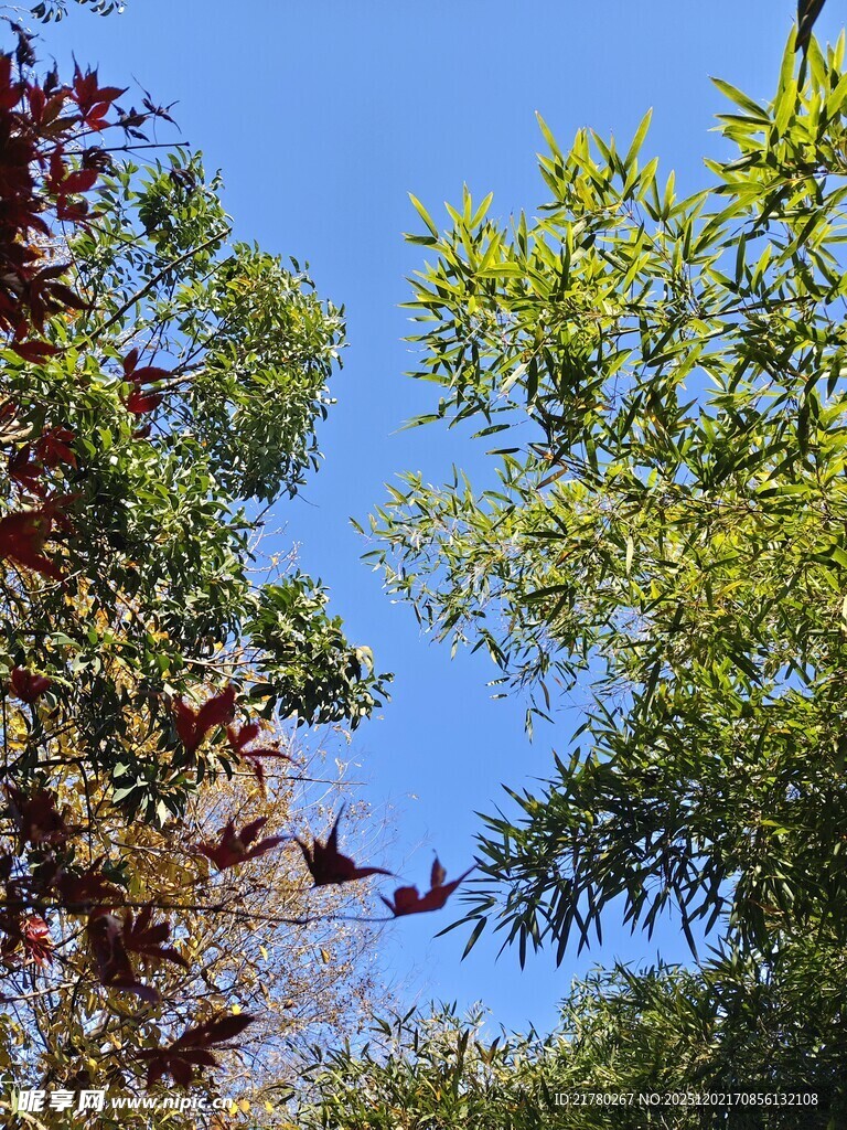 仰望多彩树木与蓝天