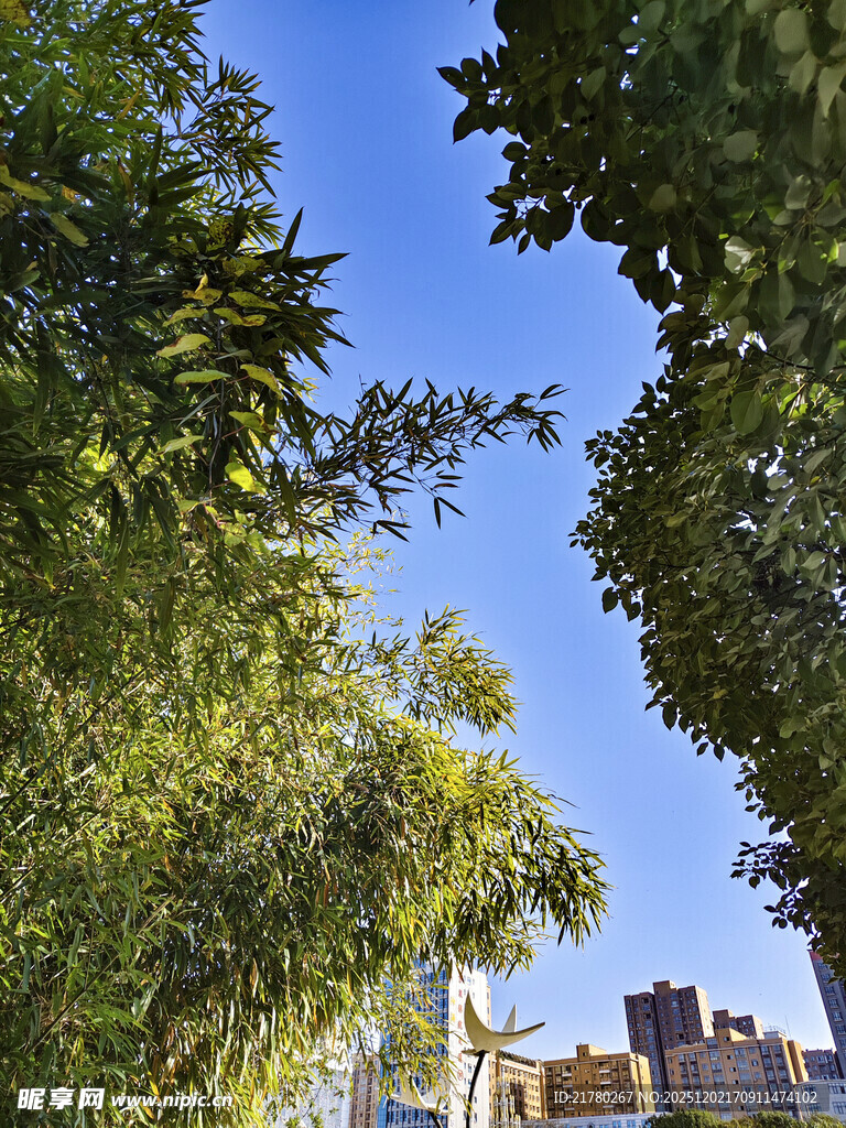 蓝天下的绿枝