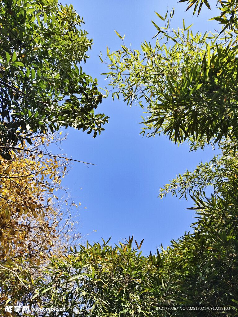 仰望蓝天 繁茂绿枝