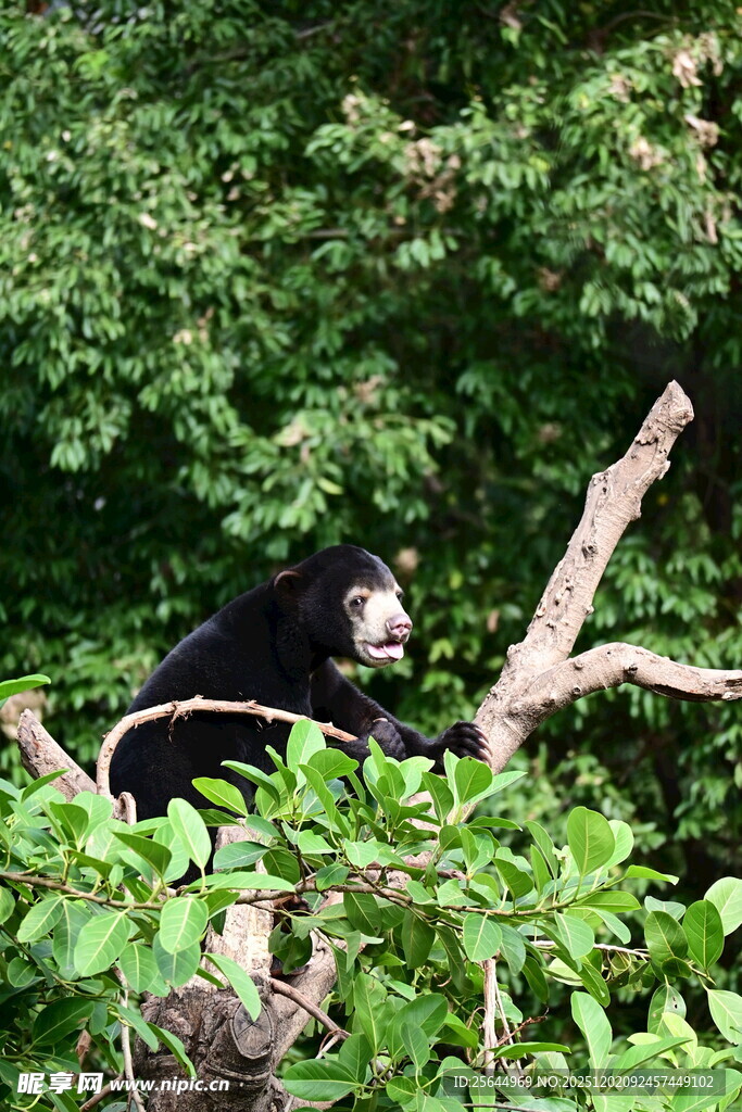 黑熊栖息于繁茂绿树间