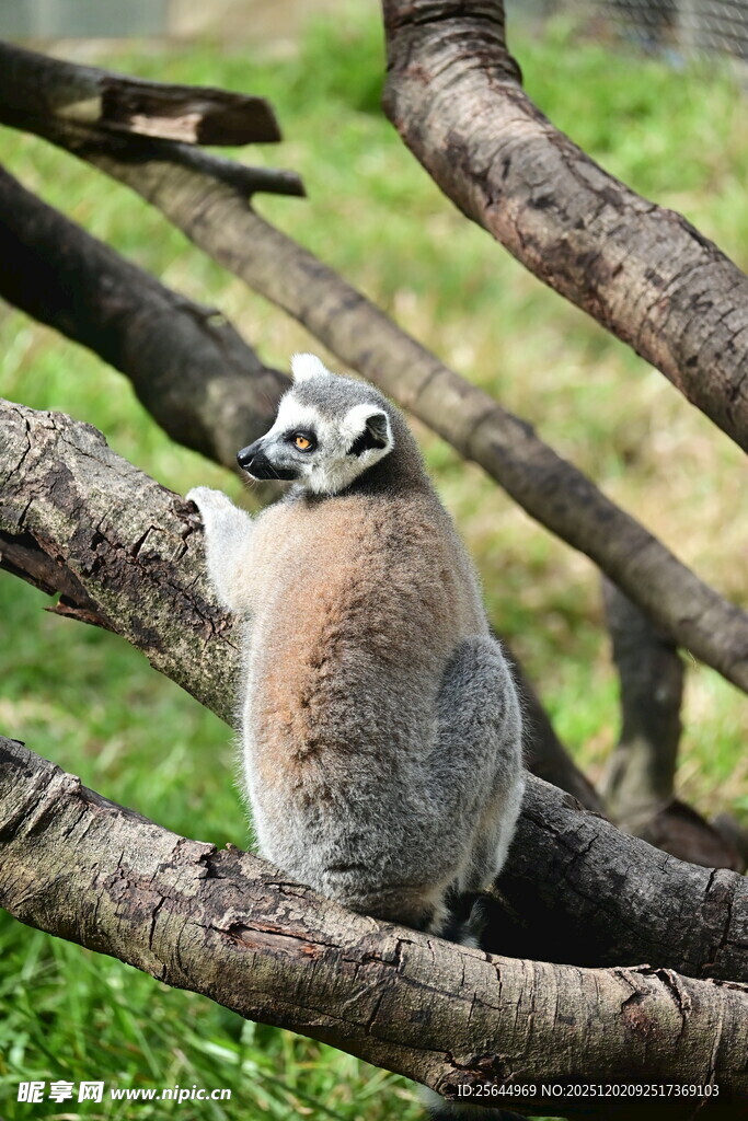 狐猴栖息于树枝间