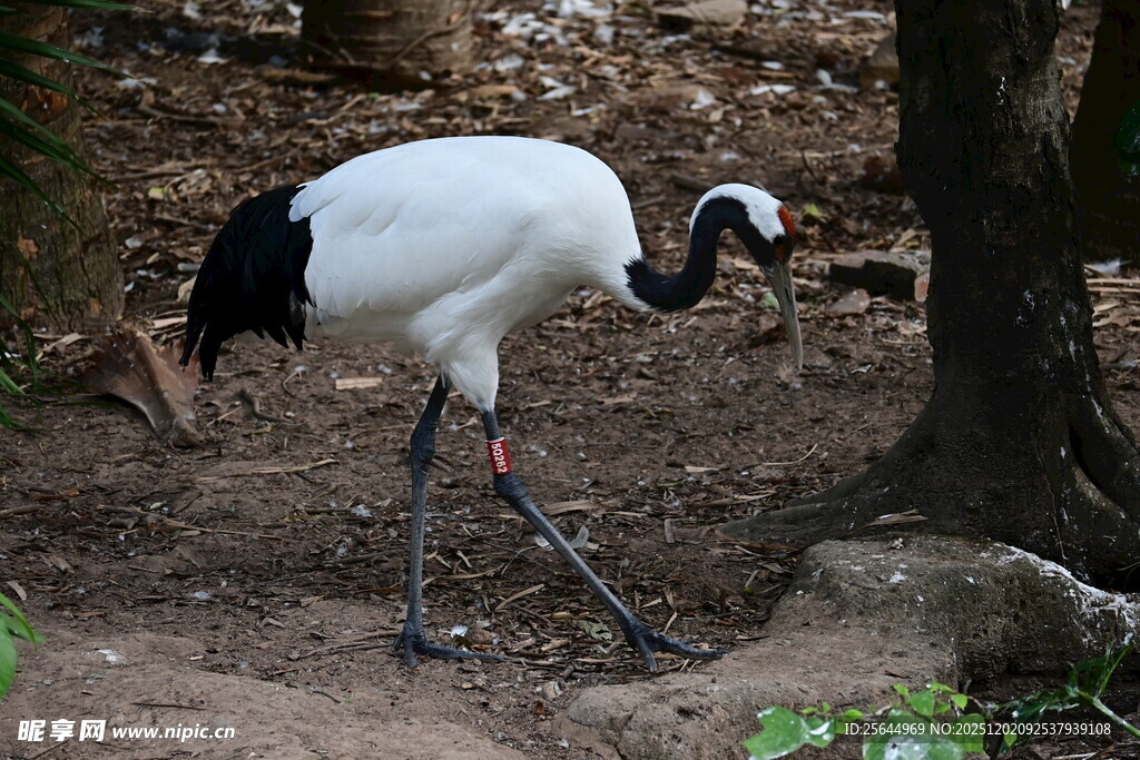 丹顶鹤于林间漫步