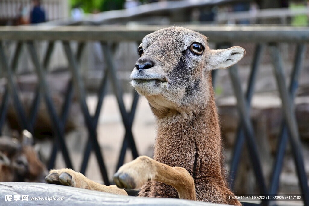 围栏边的可爱小羊
