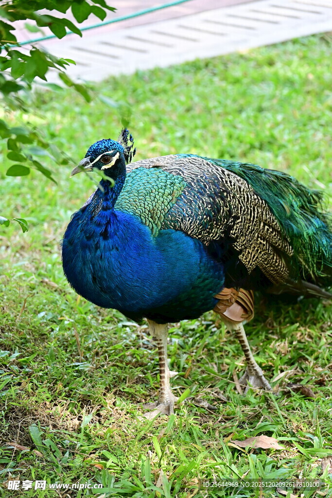 草地上的美丽蓝孔雀