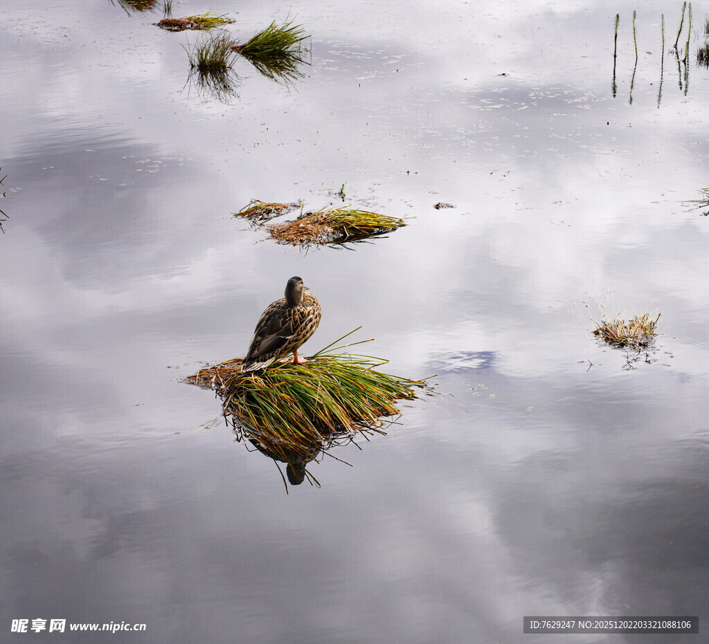 水面倒影中的绿植与飞鸟
