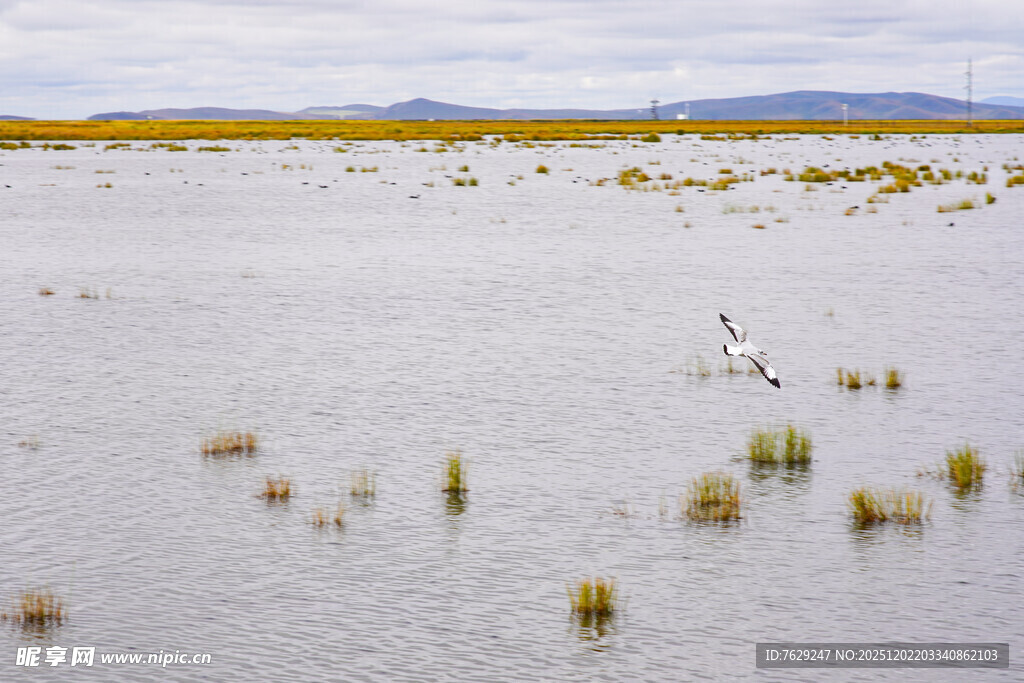 广袤湿地中的零星水草与水鸟