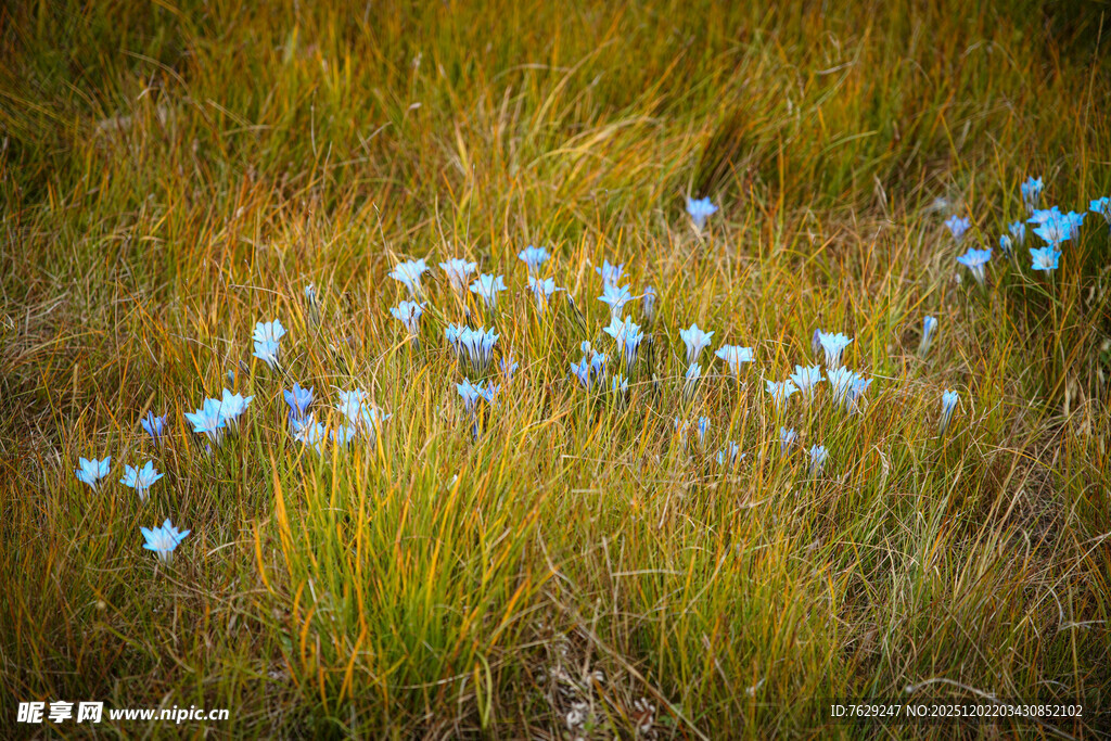 高原湿地草甸中的蓝色龙胆花