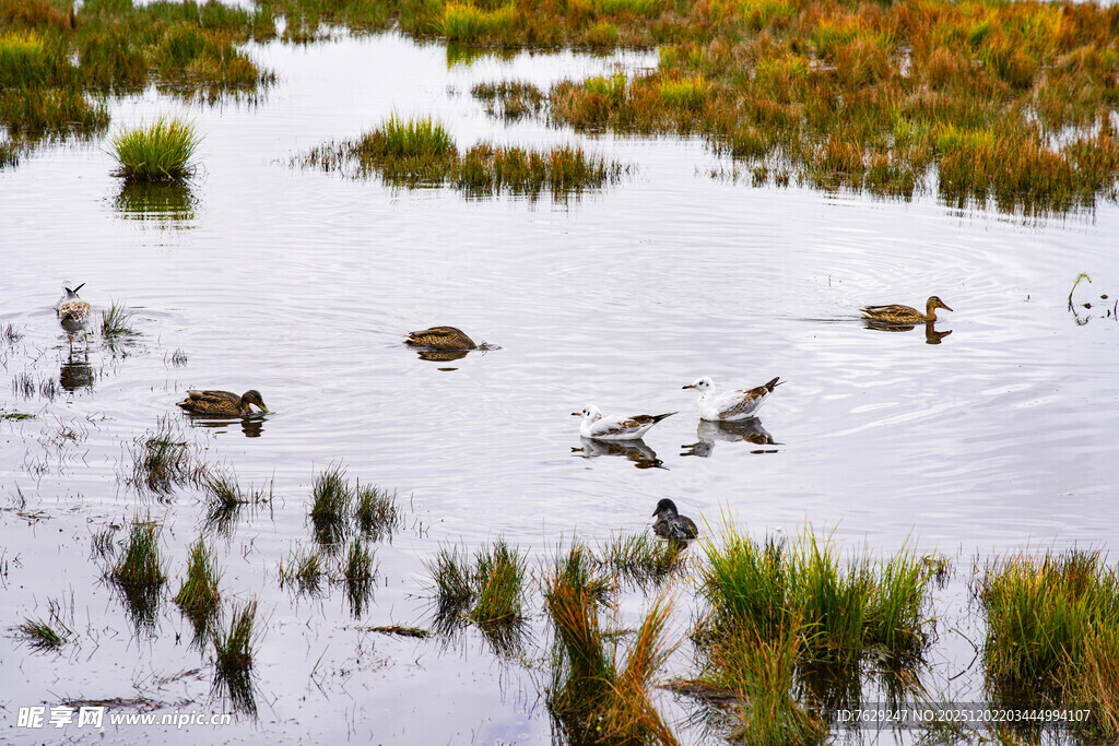 若尔盖湿地中的群鸭与水生植物